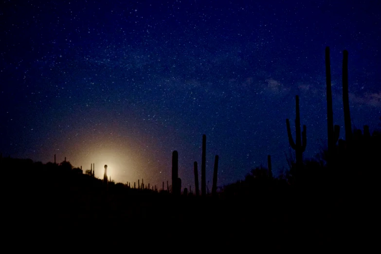 the night sky above cactus silhouettes at night time