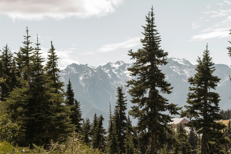 evergreen trees stand in the foreground with snow - capped mountains behind