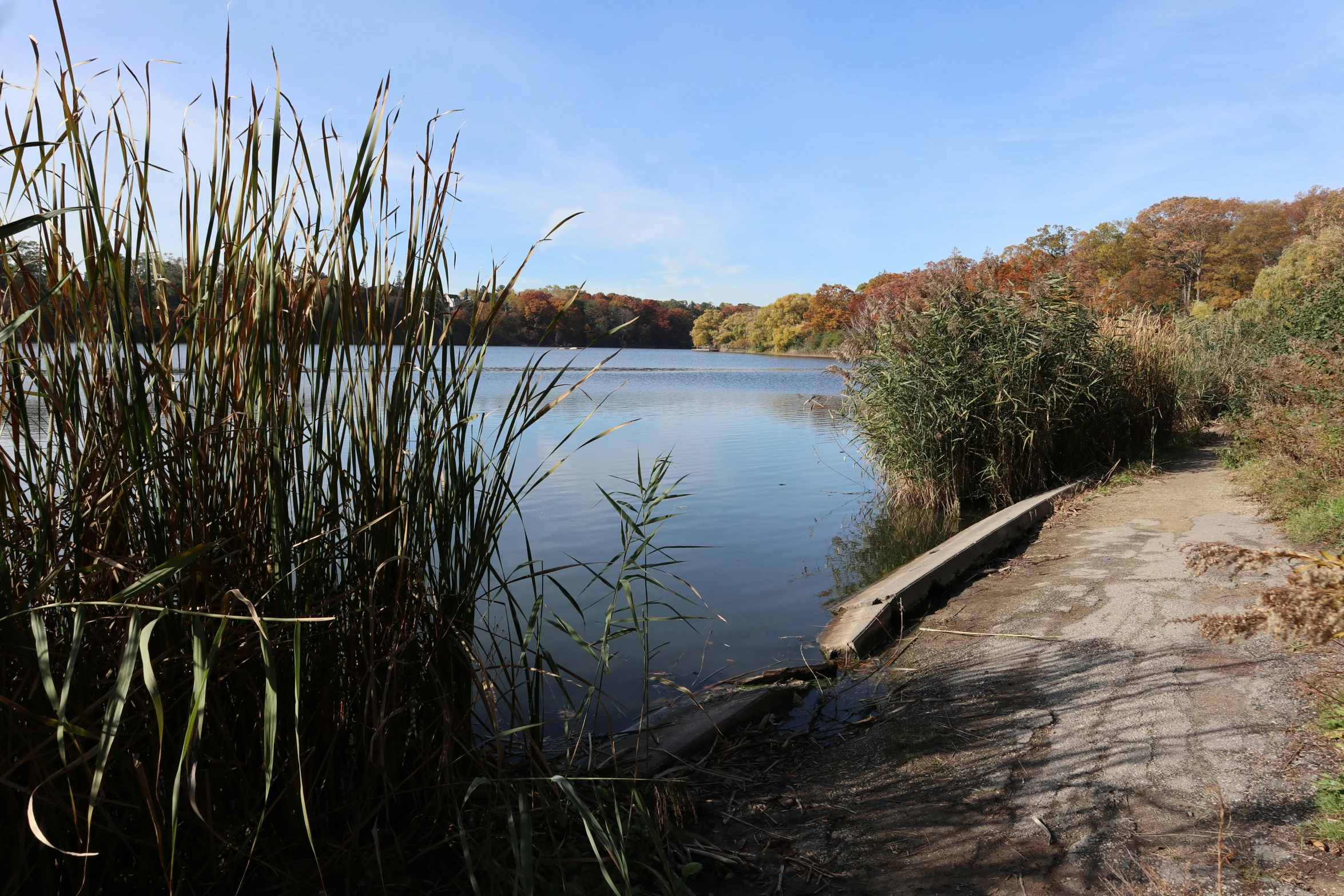 a path leads to the lake on a sunny day