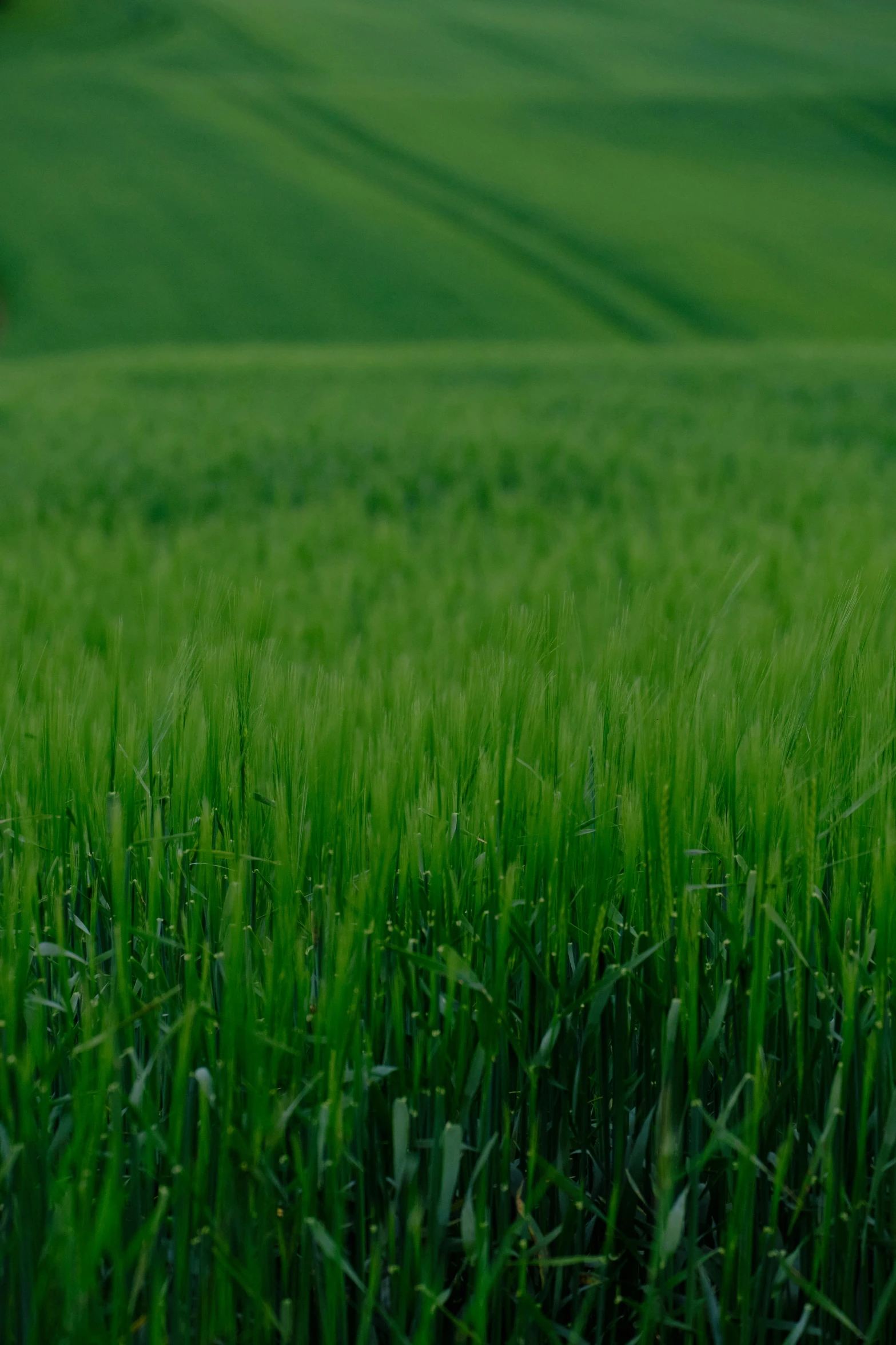 a green field filled with lots of grass