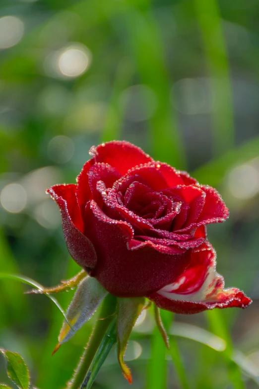a close up of a red rose that is growing in the grass
