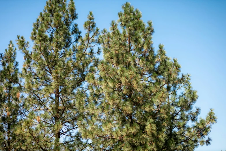 some green trees and a blue sky in the background