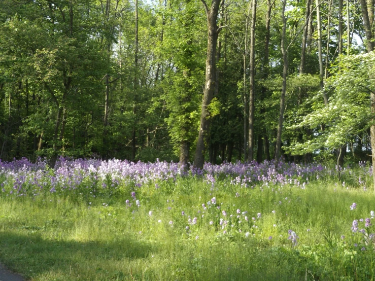 a bunch of trees sitting in the middle of a forest