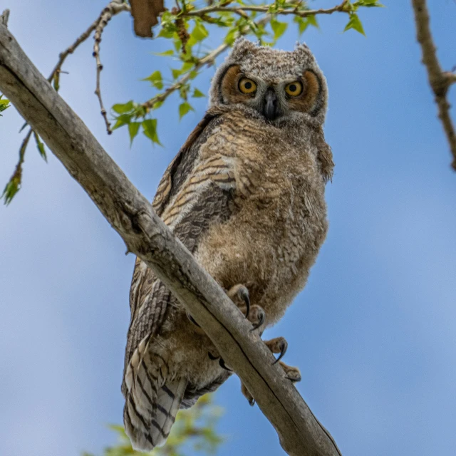 a lone owl sits on top of a tree nch