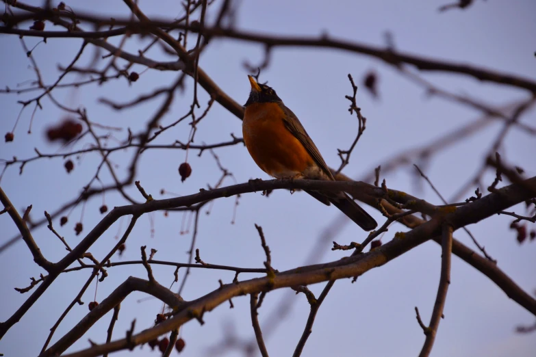 a bird is perched on the nch of a tree