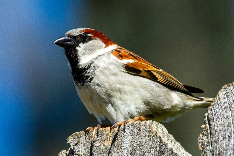 a red - ed bird stands on top of a wooden post