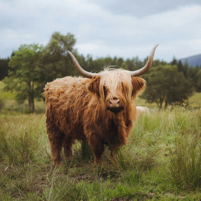 large furry cow with large horns standing in grassy area