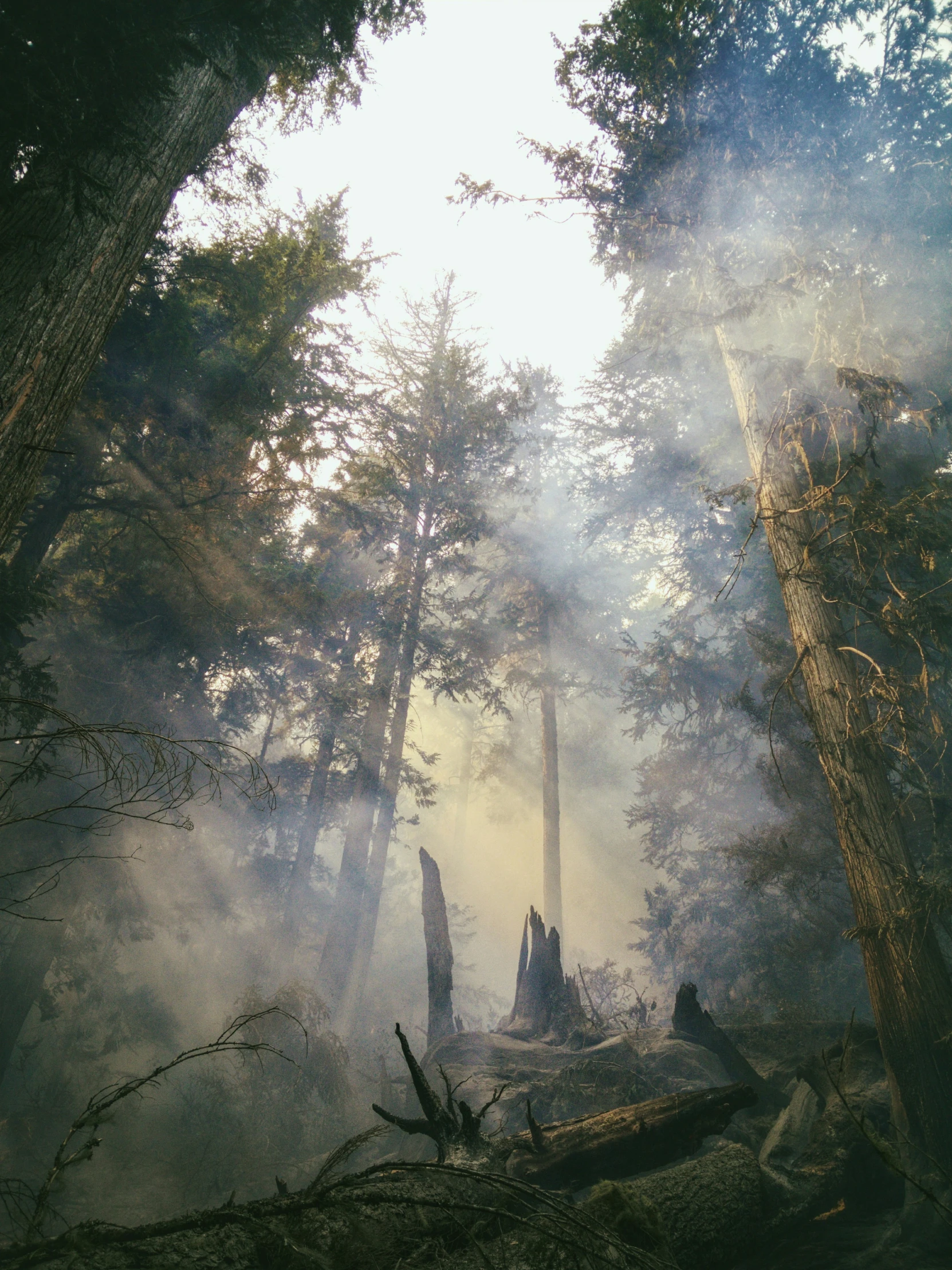 sunlight shining through the trees in the forest