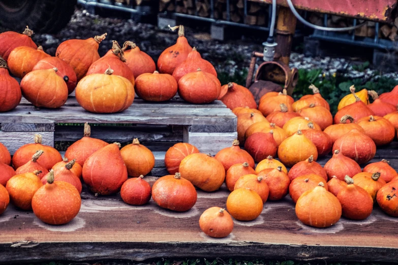 a display in the market contains pumpkins and gourds