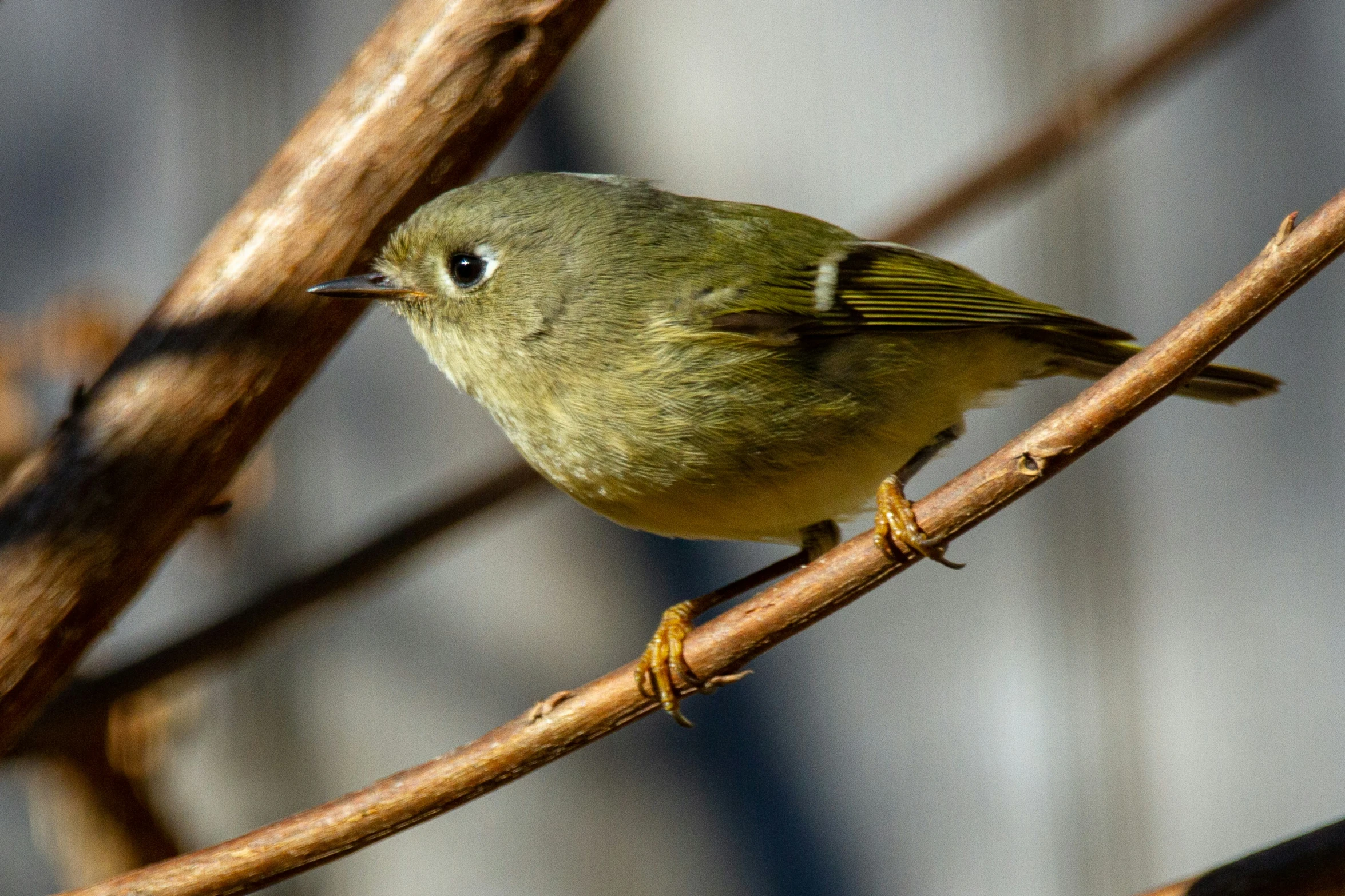 a bird with a small beak on a twig