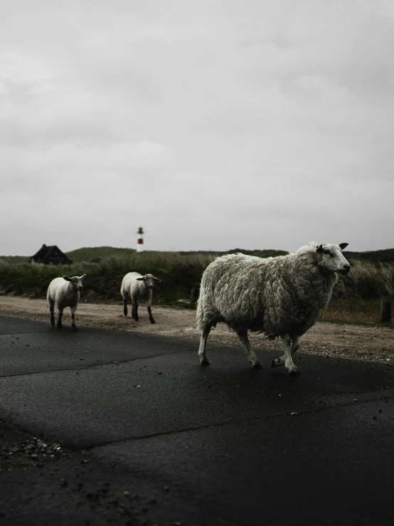 a sheep standing on the side of a road