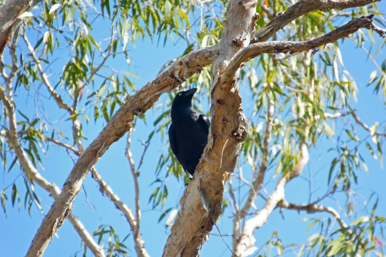 a large bird perched on top of a tree nch