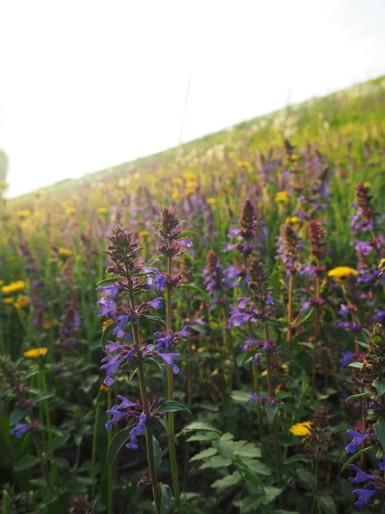 a field with purple flowers and yellow and white daisies