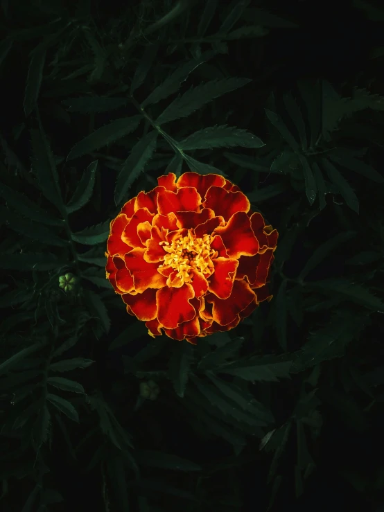 an image of a flower on the dark