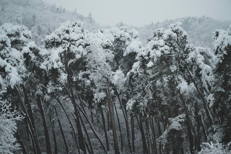 a snow scene with tall trees and trees