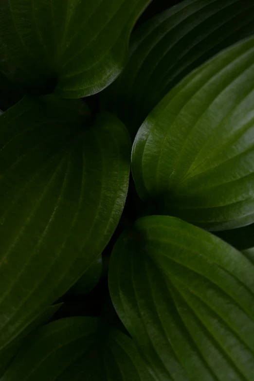 a close up of a green leaf with lots of light coming from behind