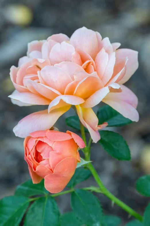 an orange and pink flower on top of green leaves