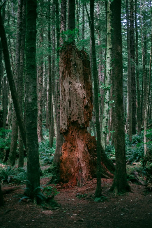 a large tree stump in the middle of a forest