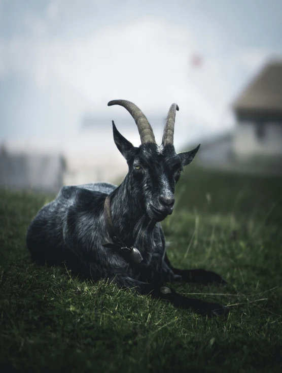 there is a goat with big horns on it's head