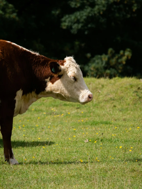 a brown and white cow standing in a field