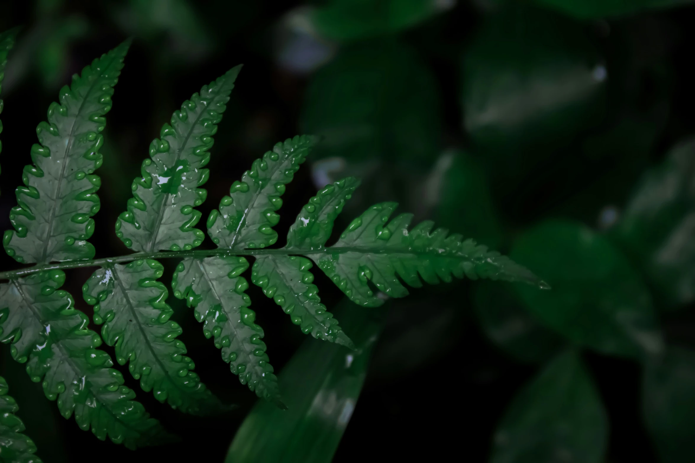 a close up of the leaves with water drops on it