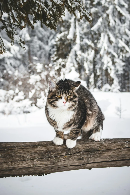 a fat cat on a log sitting in the snow
