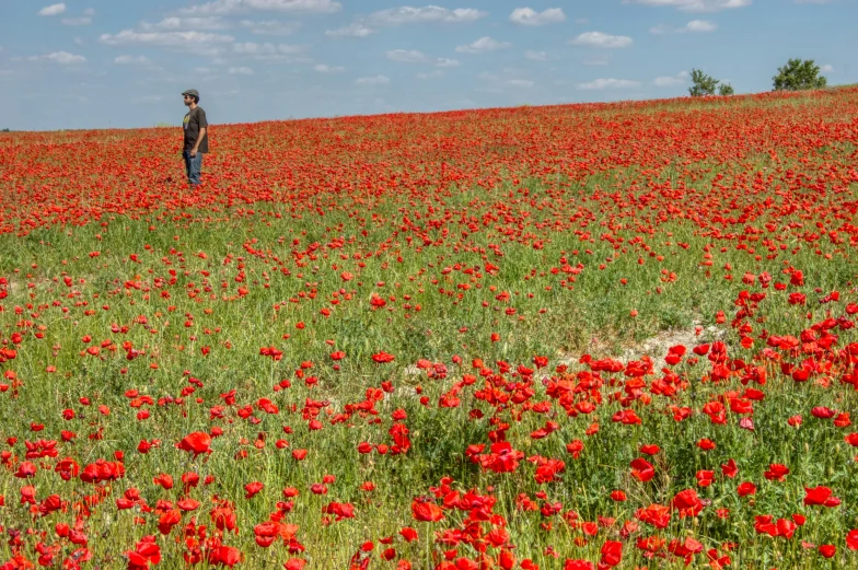 a man is standing in a field full of red flowers