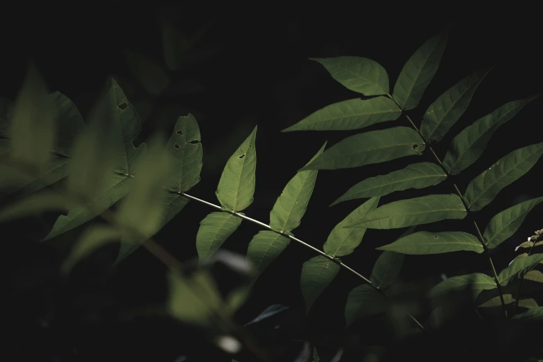 a blurry po of leaves with black background