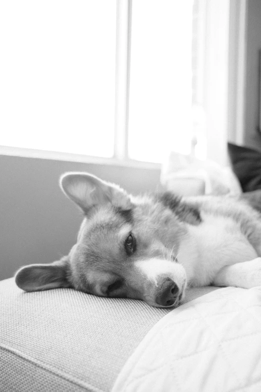 the dog is laying down on the couch and relaxing