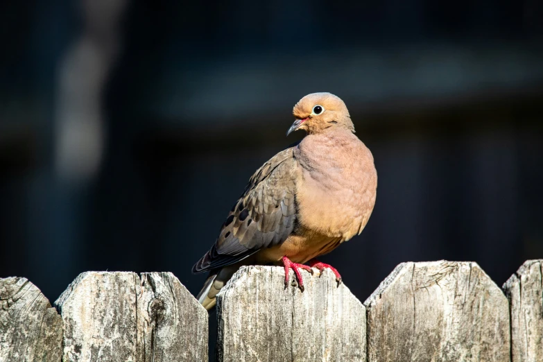 bird sitting on top of an old fence post