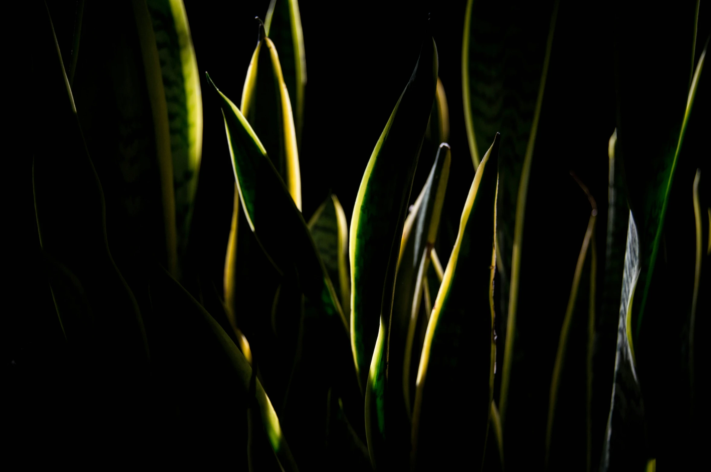 there are grass growing in the dark at night