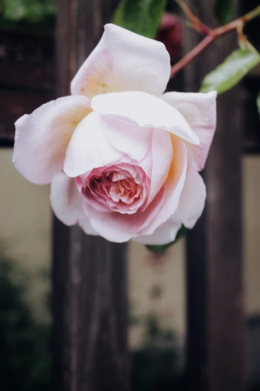 the large flower is very beautiful against the dark background