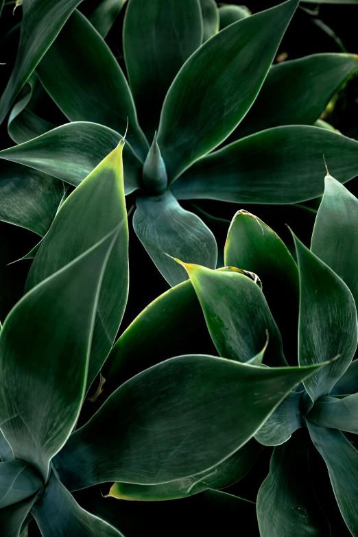 closeup po of green leaves on a tree