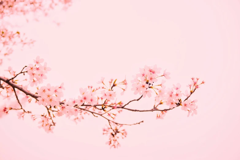 pink flowers are on a tree nch against a light blue sky