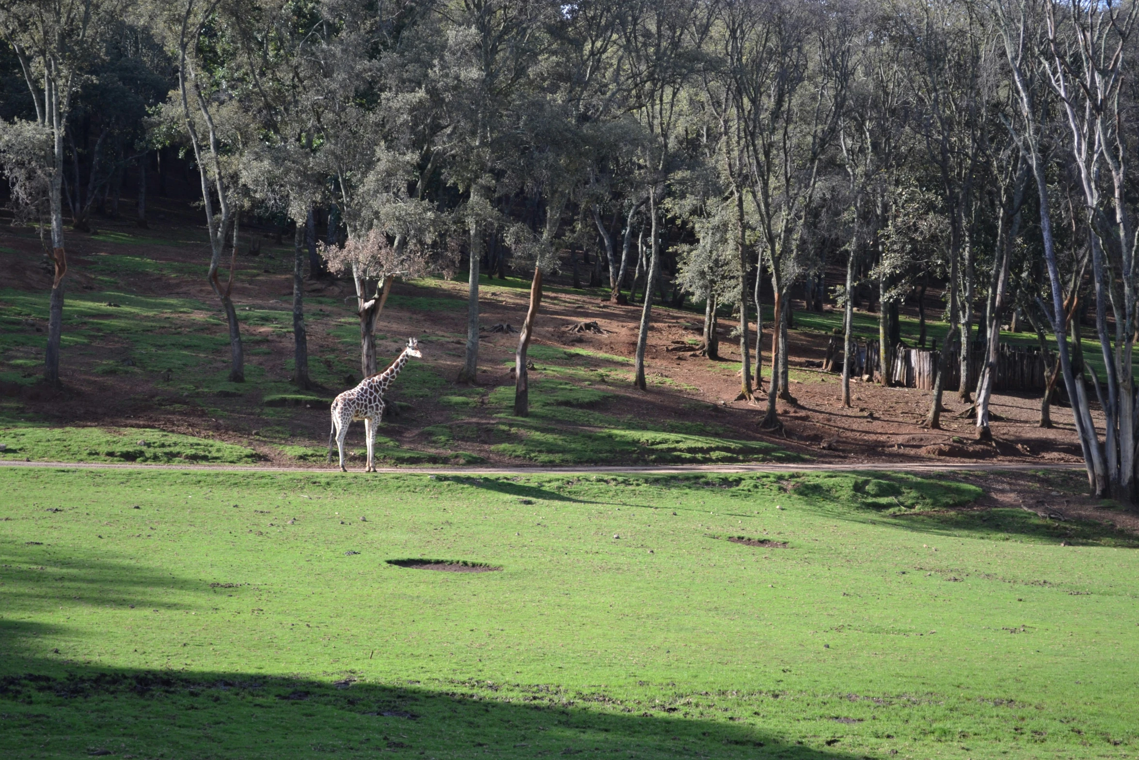 giraffes on the grass are walking around in the woods