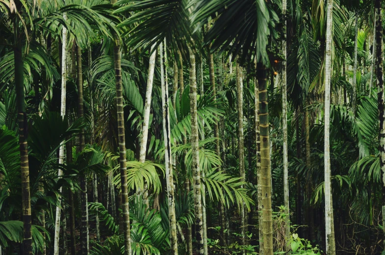 the trunks of several large trees stand next to each other