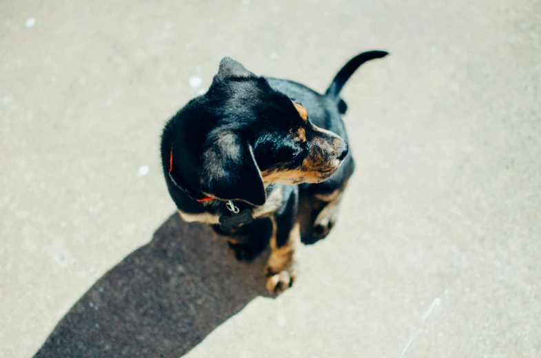 a black and brown dog sitting next to a skateboard