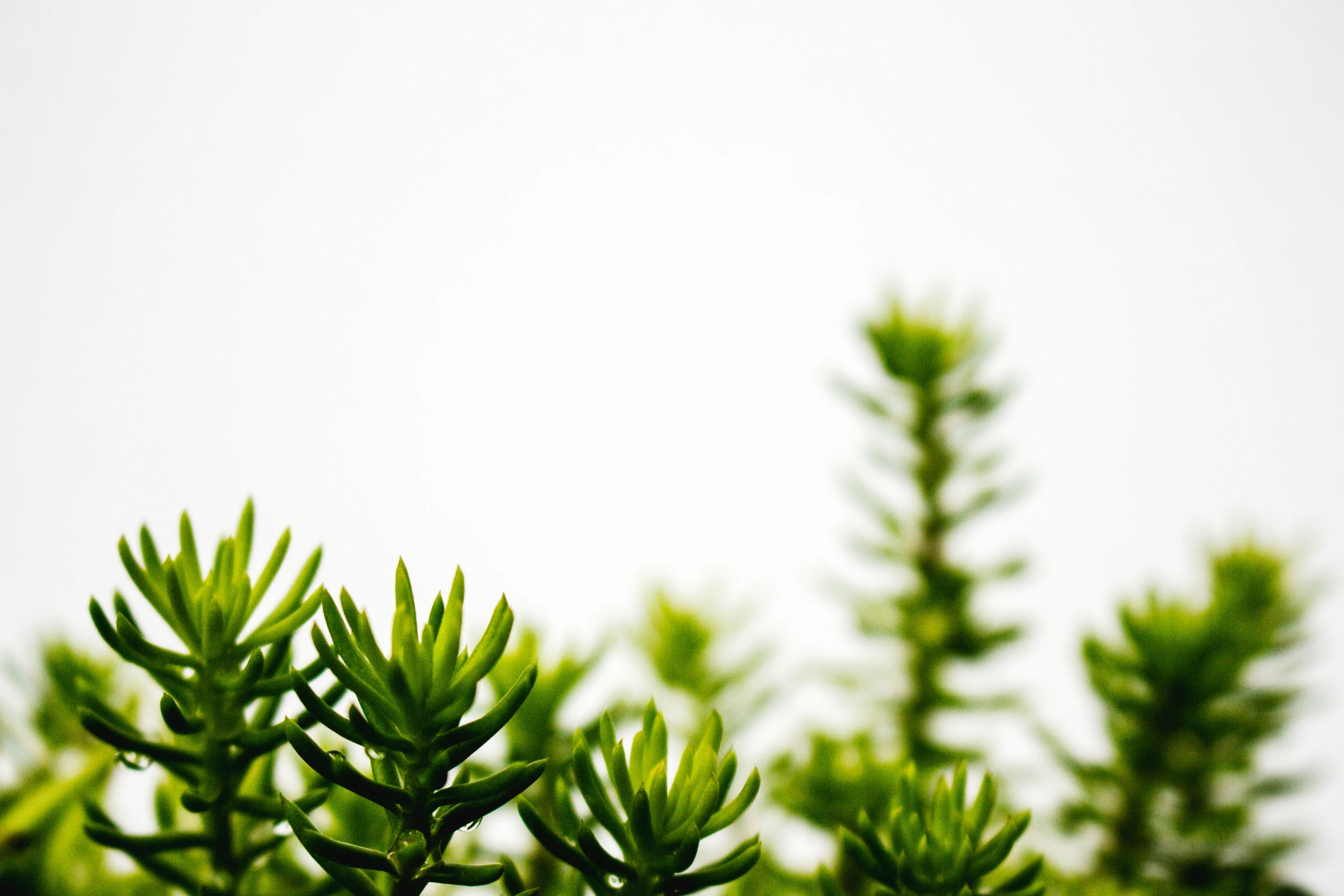 the tree top of the trees has green leaves on it