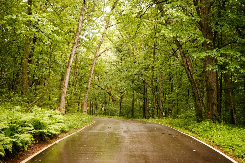 a street that is surrounded by some trees and green vegetation