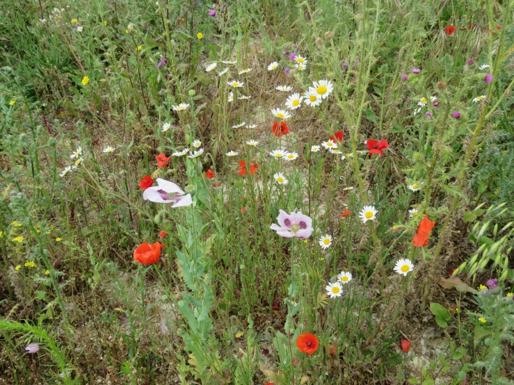 a bunch of wild flowers in some grass