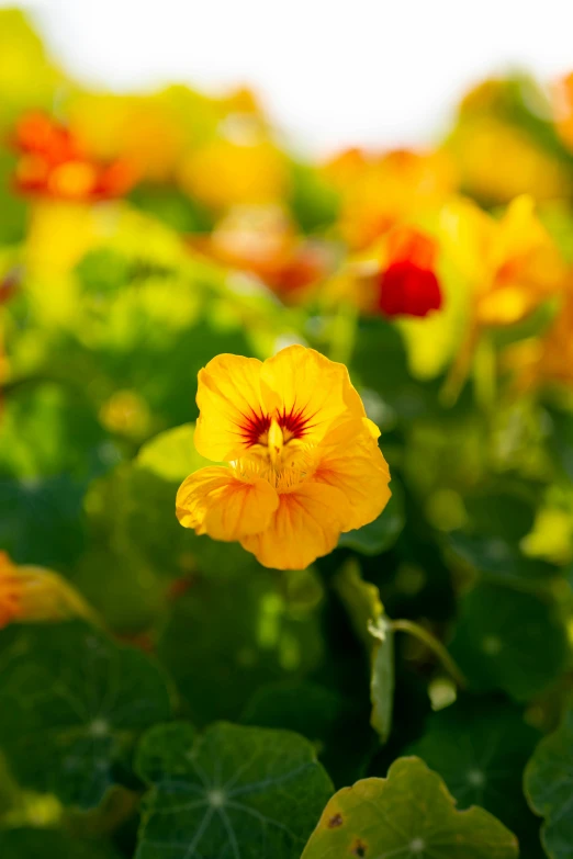 yellow flowers in a field with a sky background