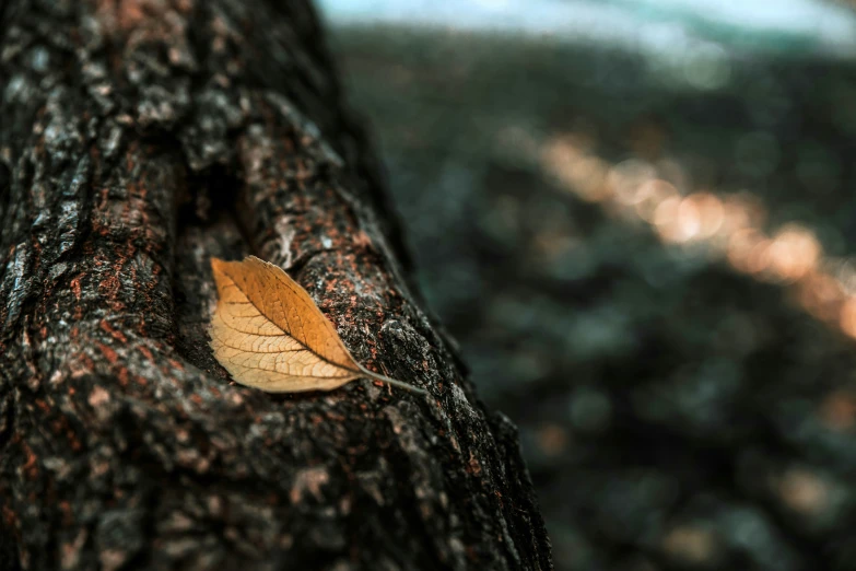a brown leaf in the center of a large tree