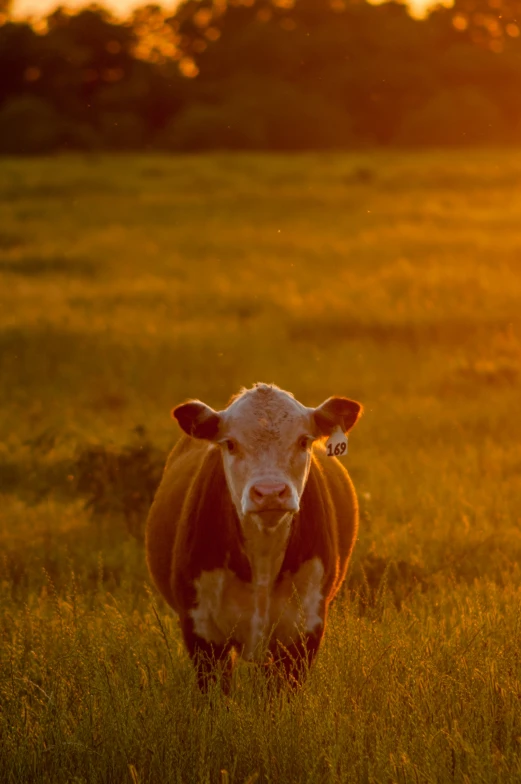 the cow is standing in a field and staring into the camera