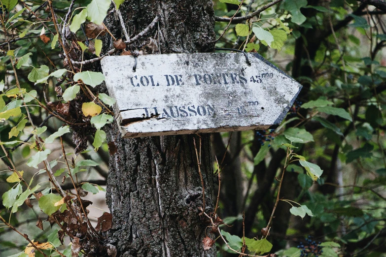 a rusted white sign is stuck on a tree