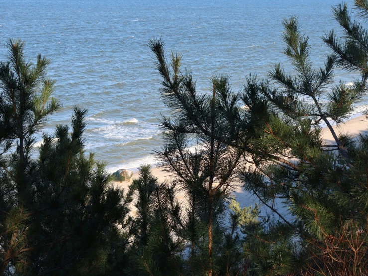 some trees and an ocean view by the shore