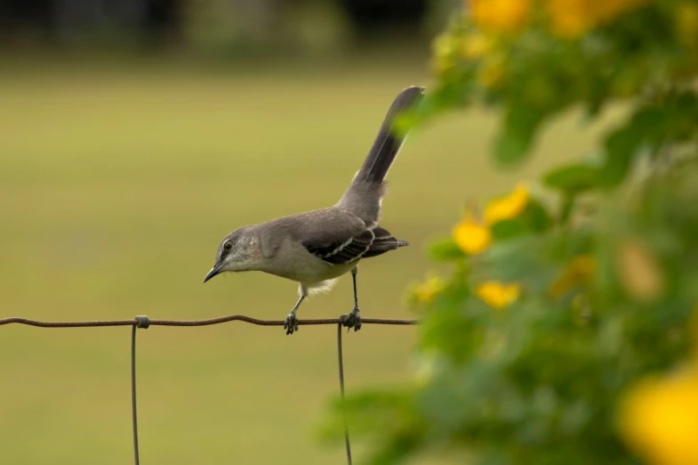 a grey and white bird sits on top of a barbed wire fence