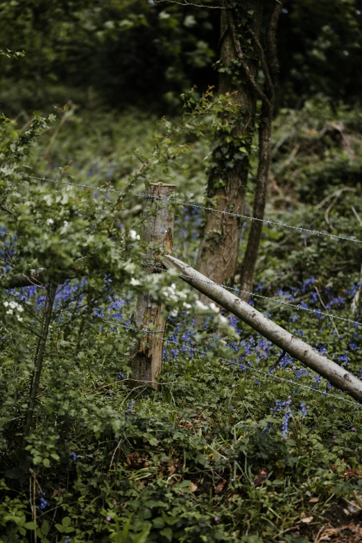 a broken fence surrounded by wildflowers in the woods