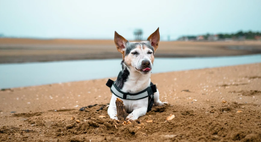 a dog with a harness laying on the sand by the water