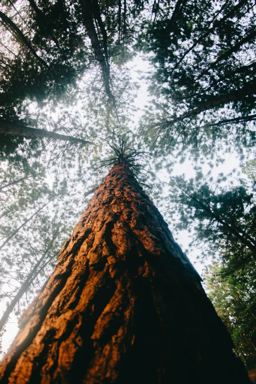 a very tall tree is towering over a field