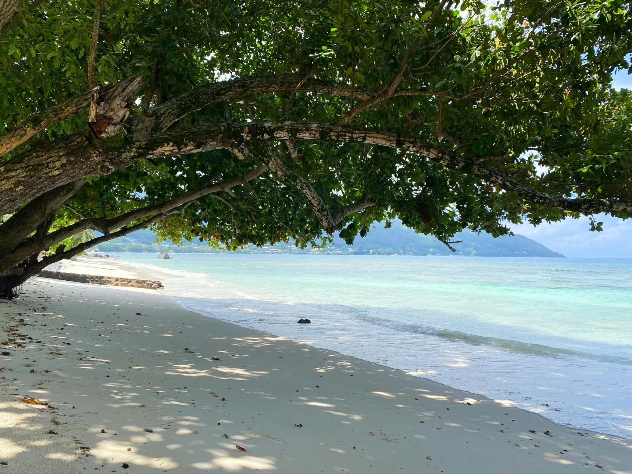 the beach has two trees and chairs near it